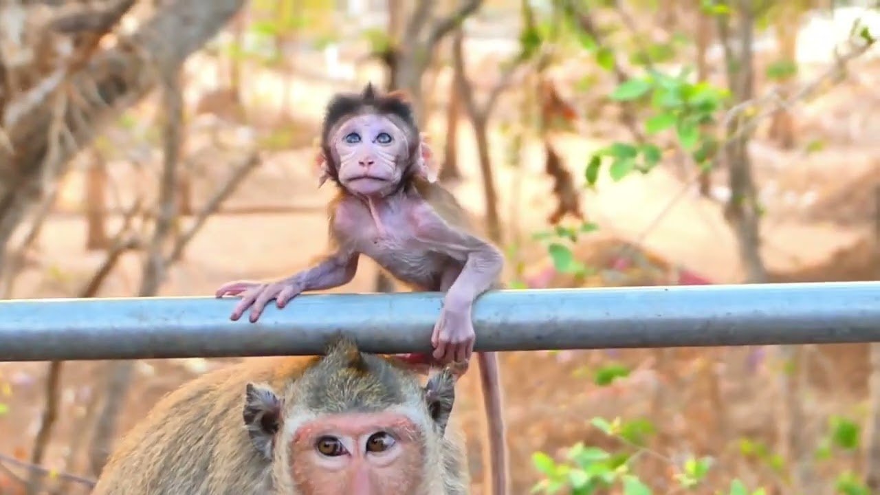 Oh Why Old Mama Chara s c@re Mom Rani while a baby was to breastfeeding