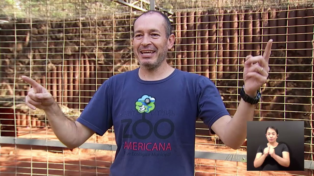 É o Bicho | Onça-Parda: o felino mais adaptado das Américas 🐆🌎 04/09/2025