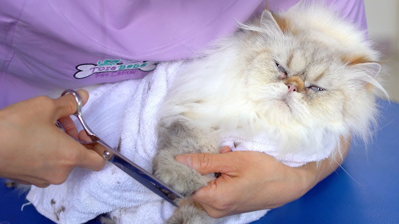 Я не злюсь! Я счастлив! 😻🛁✂️❤️ Прекрасная стрижка персидской кошки