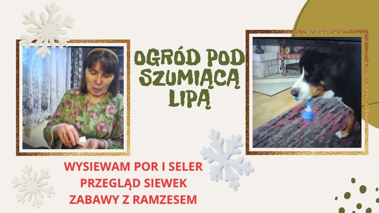 Wysiewam por i seler , przegląd siewek i zabawy z Ramzesem.