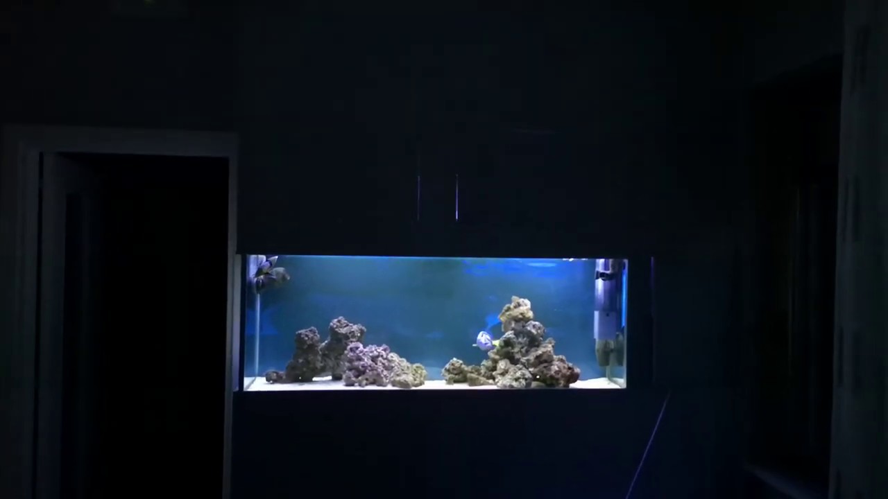 Situazione a 5 mesi dall'ultimo cambio acqua....