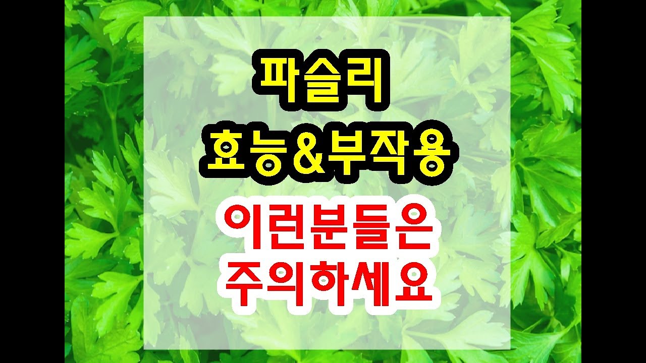 파슬리 효능과 부작용 잘 알고 드셔야해요~