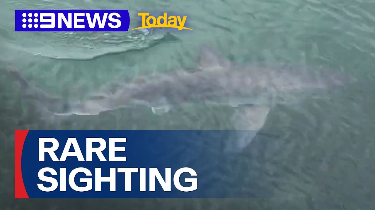 Juvenile white shark spotted at Lake Conjola on NSW south coast | 9 News Australia