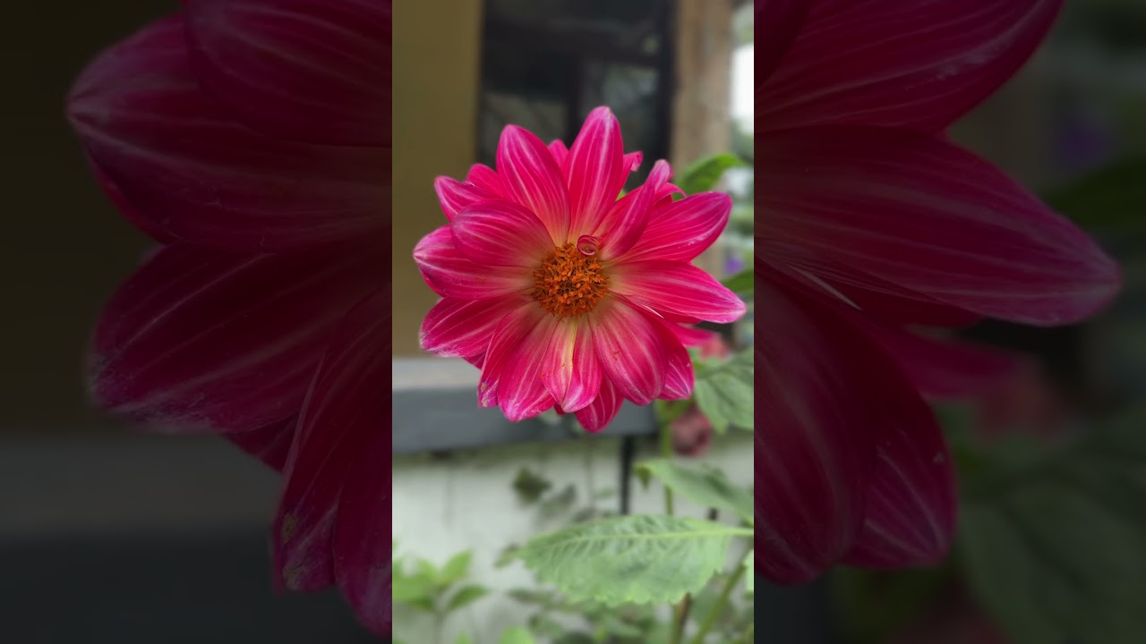 पहाड़ी फूलोका मौसम 🌸🌿🌥️📌📷