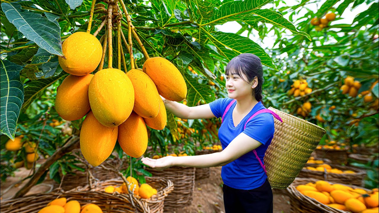 Harvesting Sweet Giant Tropical Papayas – Cooking Traditional Papaya Jam in the Village