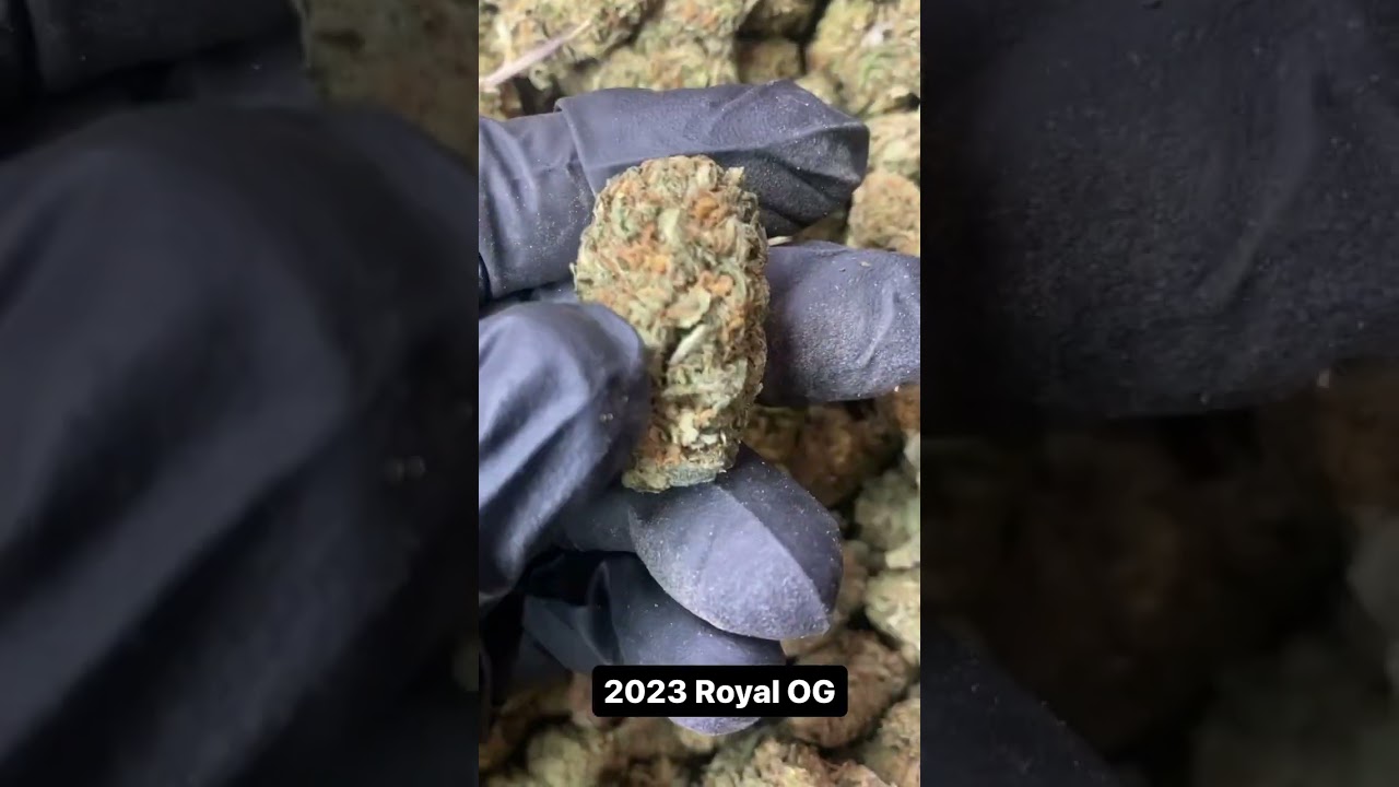 Elli-Farms 2023 Royal OG