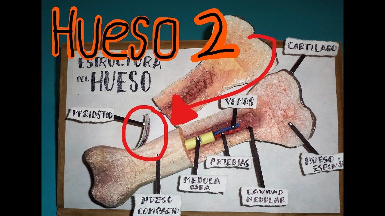 Estructura del Hueso (parte 2)