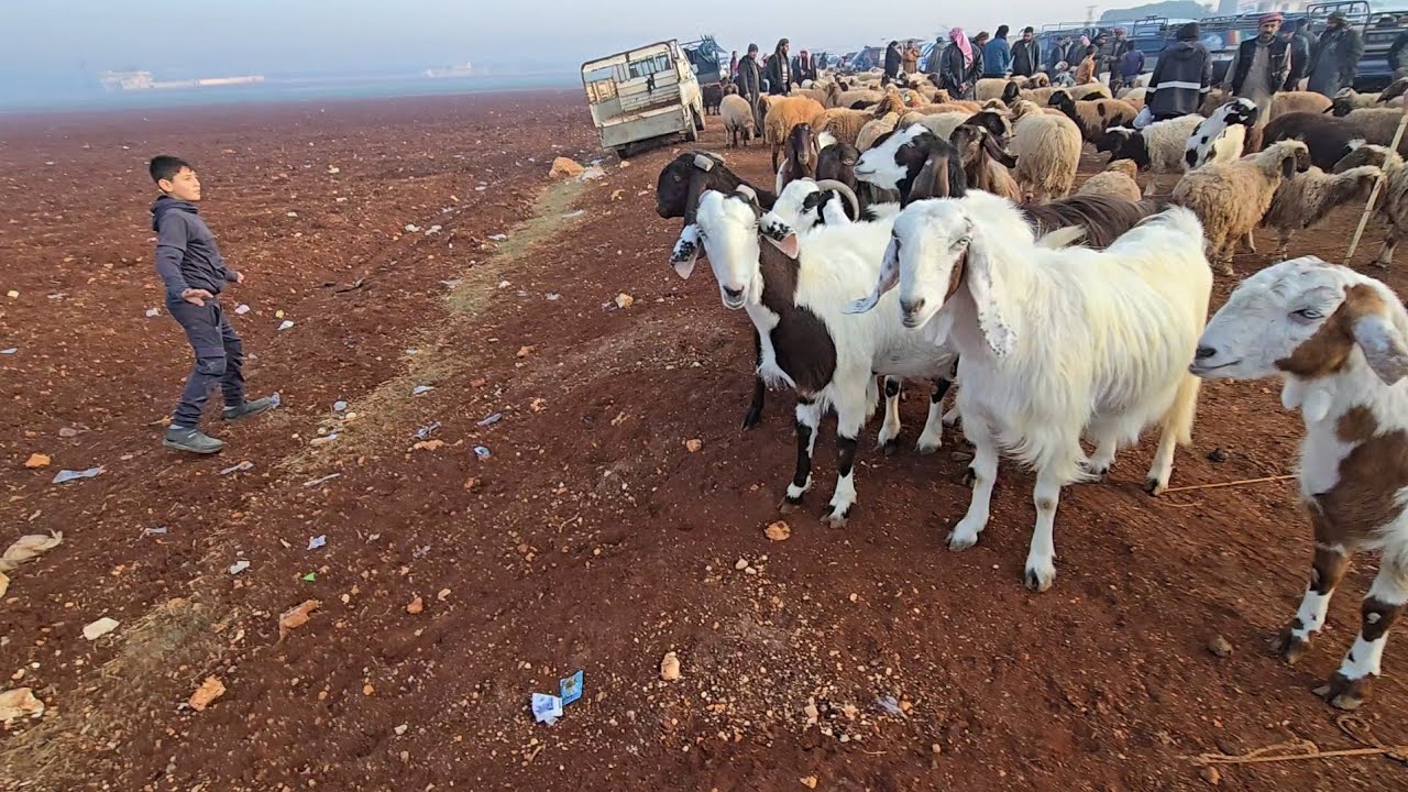 سوق الغنم في مدينه إدلب معره مصرين حركه السوق وأسعار اللحم ولاعلاف والغنم المجنوي العواس 