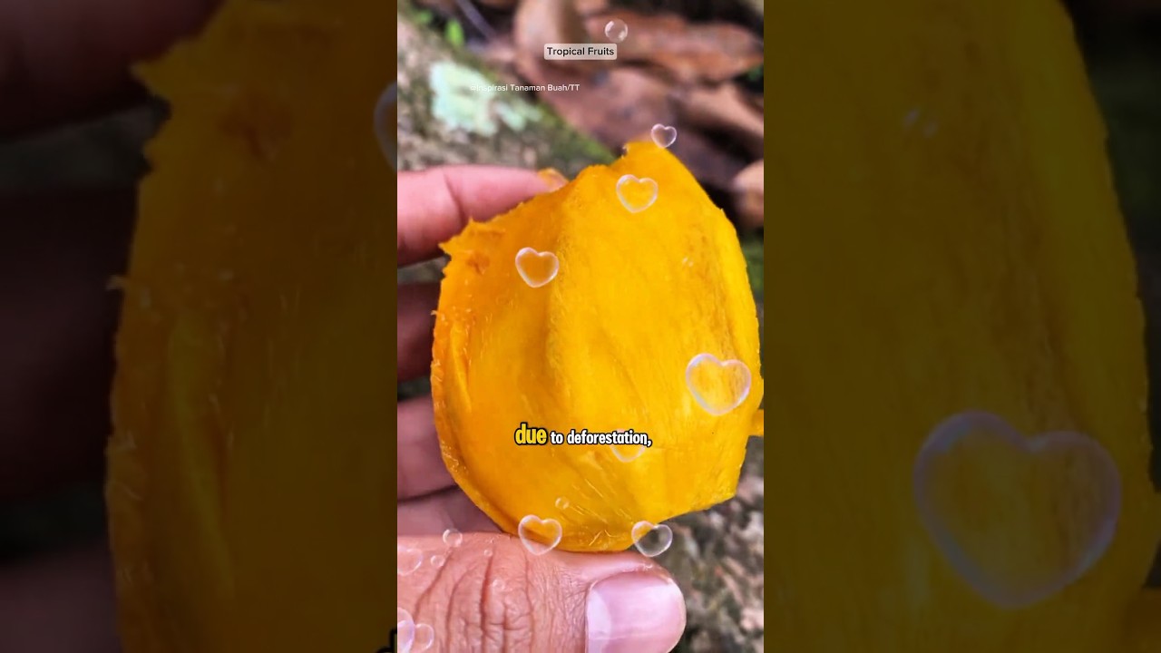 The Rare Mango You May Never Taste Again! #shorts #youtubeshorts #shortvideo