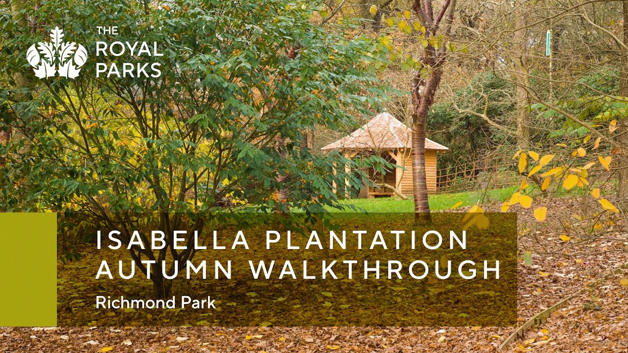 Isabella Plantation in Richmond Park autumn walkthrough | The Royal Parks