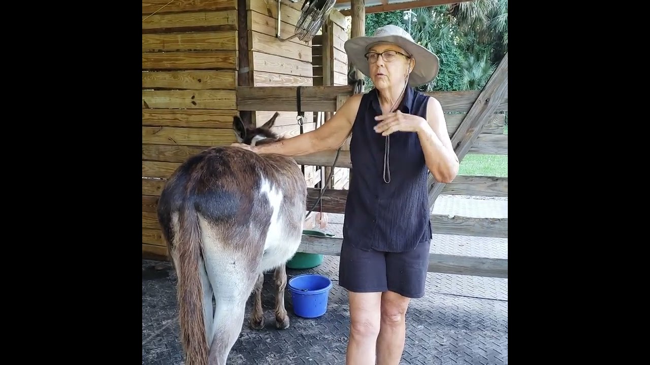 Donkey handling, care and feeding.