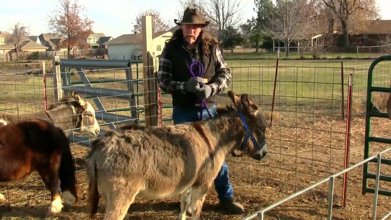 Fat on Mini Horses and Donkeys ..stall13.com videos