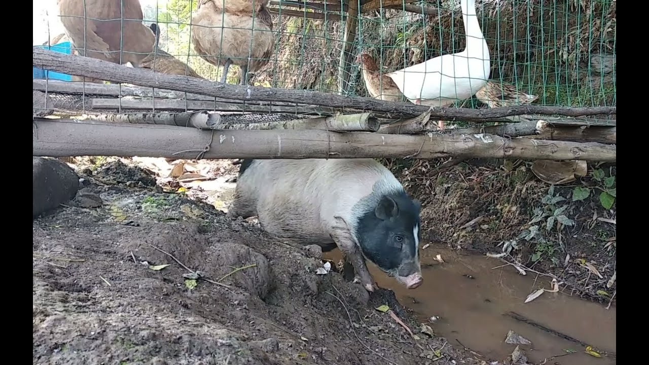 这家伙，天热自己跑去泥坑洗澡