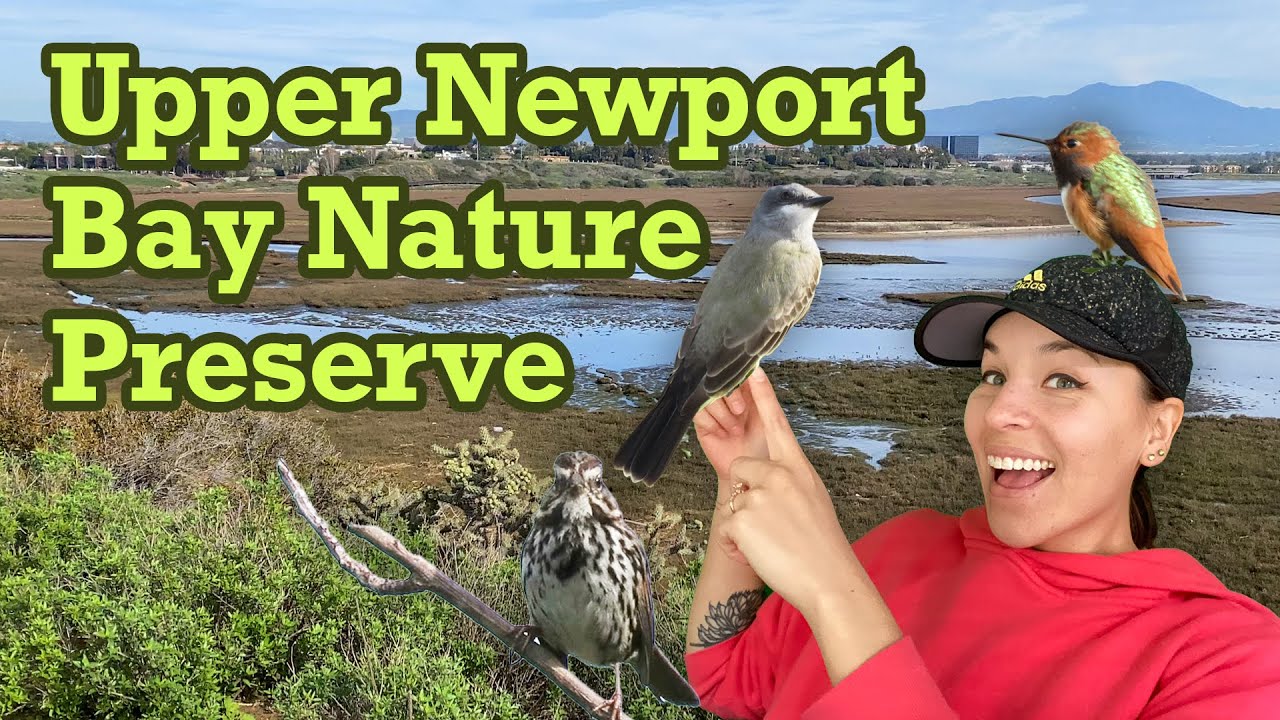 Let's go birding! | Hiking at Upper Newport Bay Nature Preserve