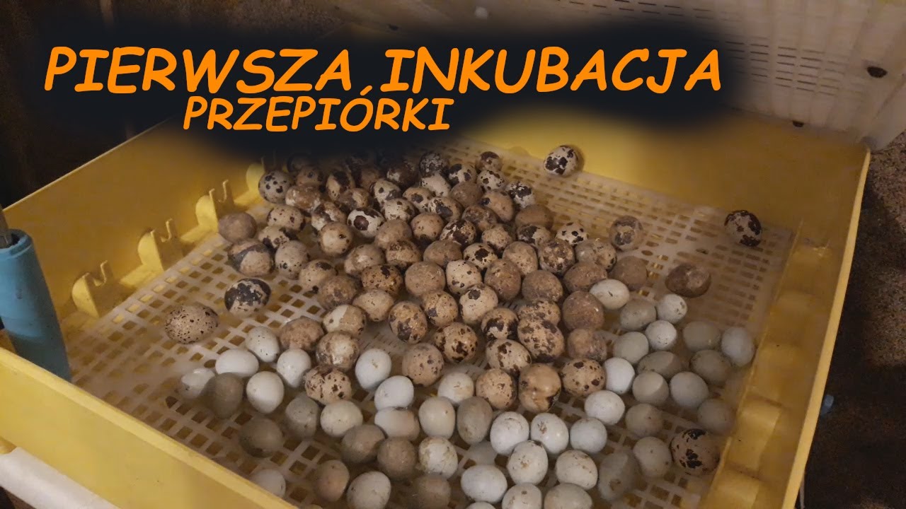 LĘGI PRZEPI&Oacute;REK 😱*PRZEPI&Oacute;RKI* 😏 *Lęgi 2021 przepi&oacute;rek start*