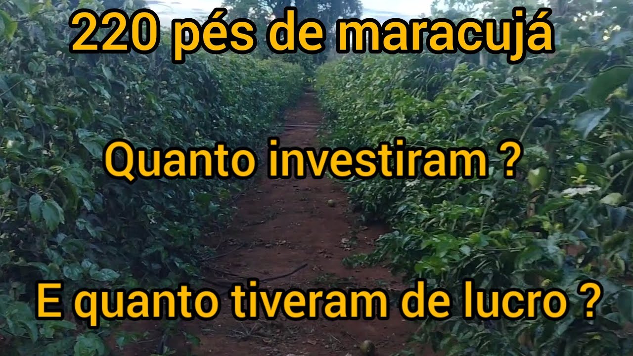 Plantação de Maracujá com 7 meses, quanto já deu de lucro ?