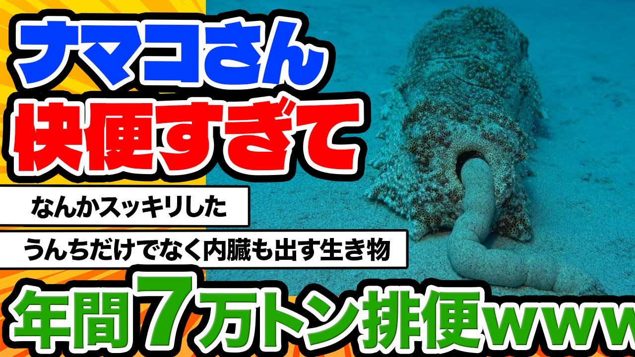 【2ch動物スレ】太くて長い健康的なウンチを豪快に解き放つナマコ。海の生態系にとって、ナマコのウンコはとても重要