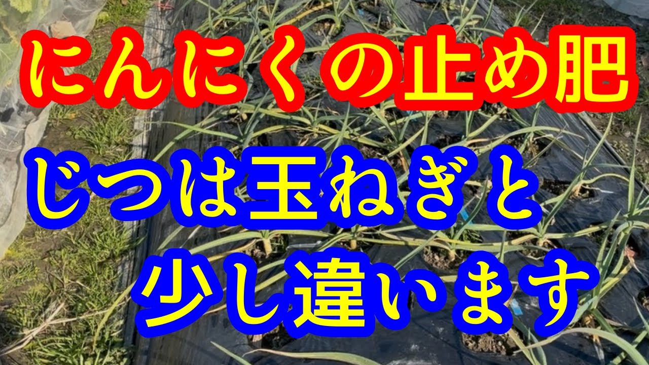 【にんにく】止め肥は『いつ、どのように』するの？玉ねぎとはちょっと違います。