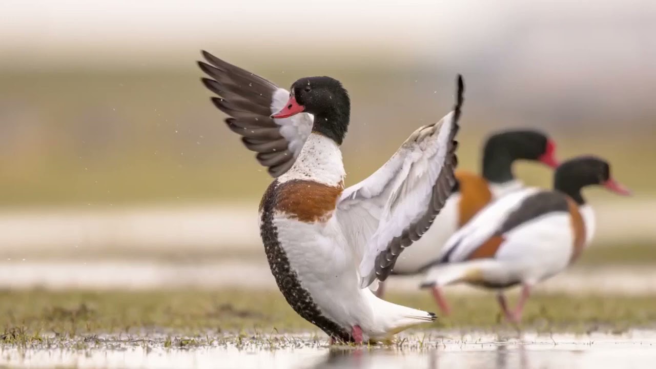 Shelduck Call