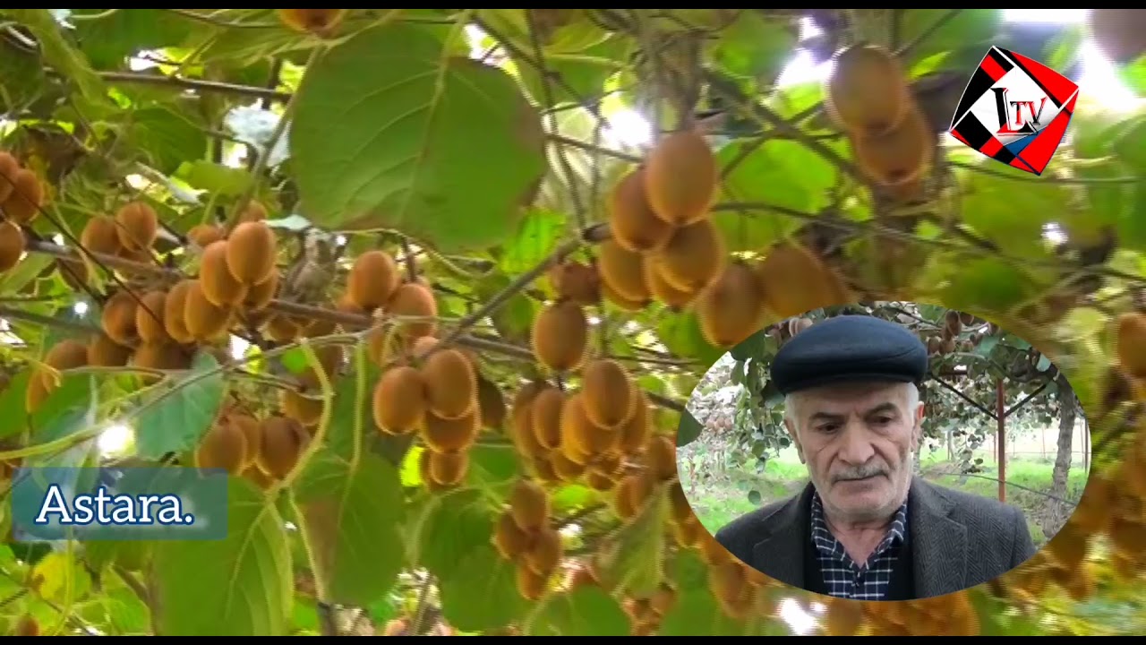 ASTARADA KİVİ BAGLARDA ÇÜRÜYÜR.