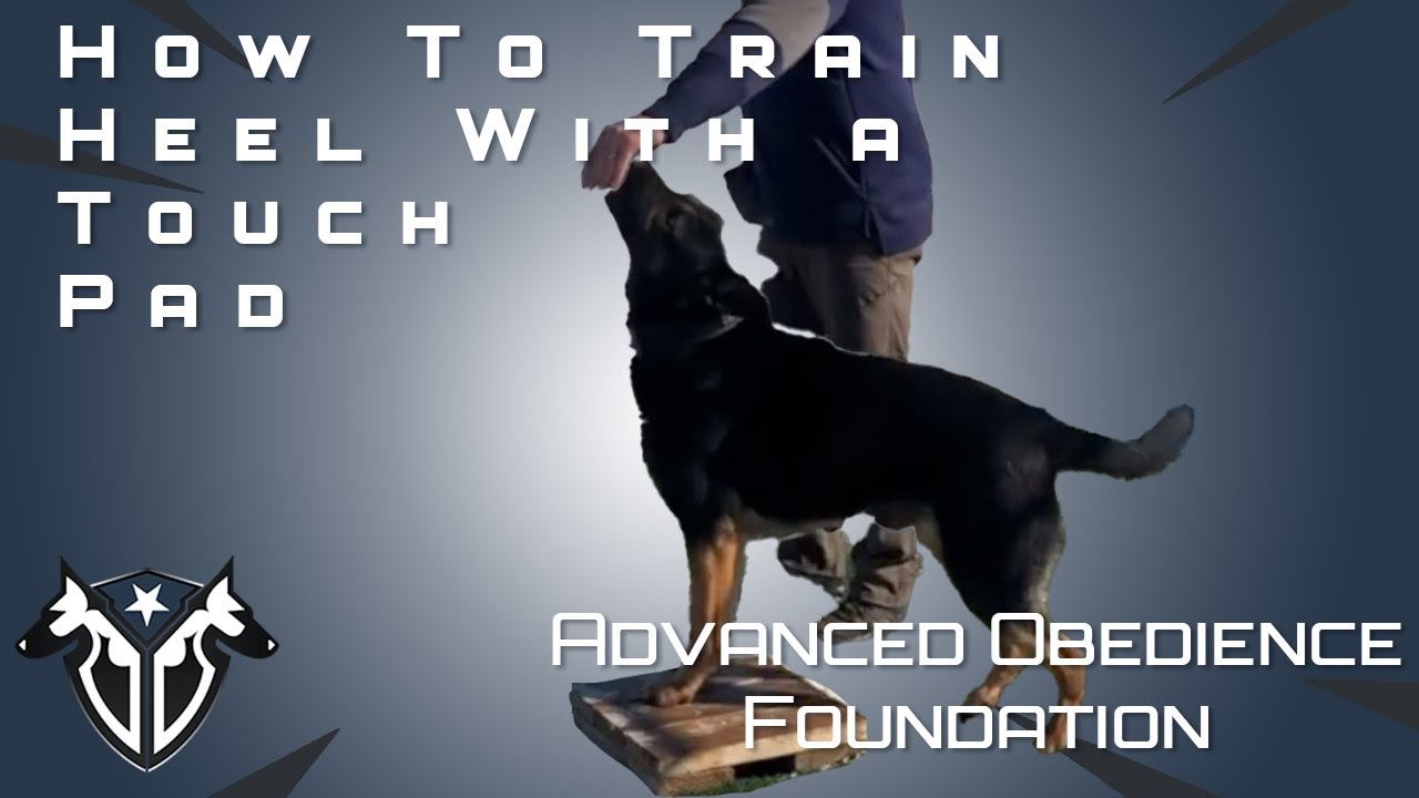 How To Train The Heel Command With A Touch Pad - Complete Canine Training