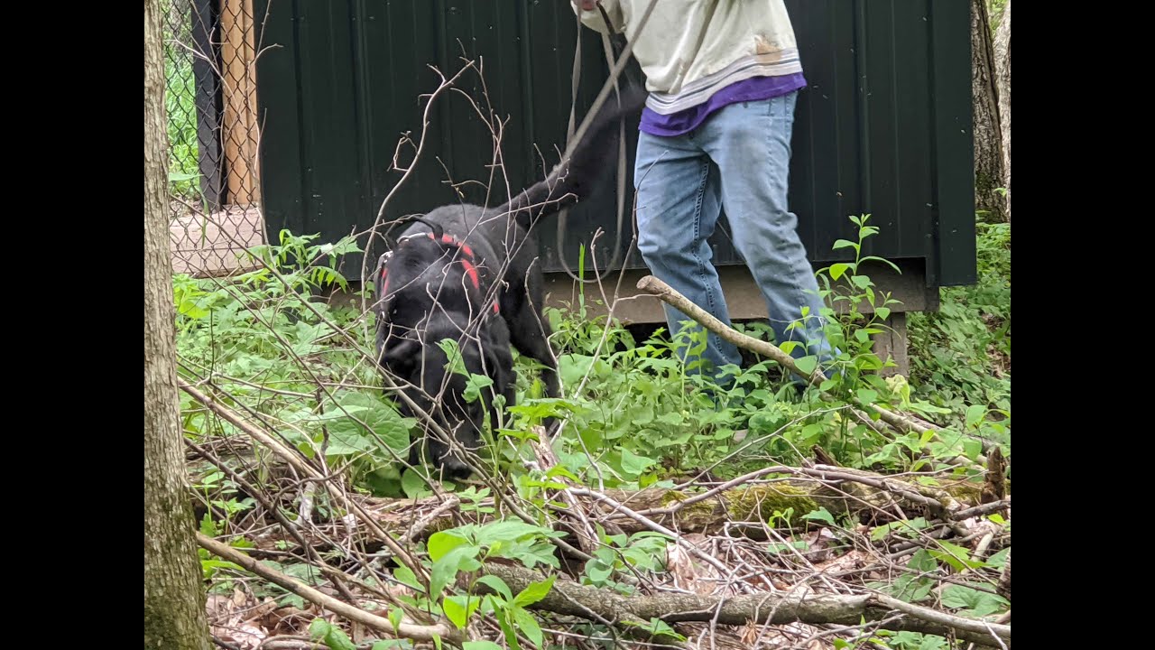 Dog Trainer Course - Cadaver Detection Dog Trainer