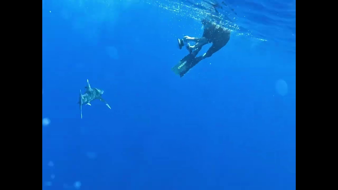 Oceanic White tip shark attack - Vava&rsquo;u, Tonga