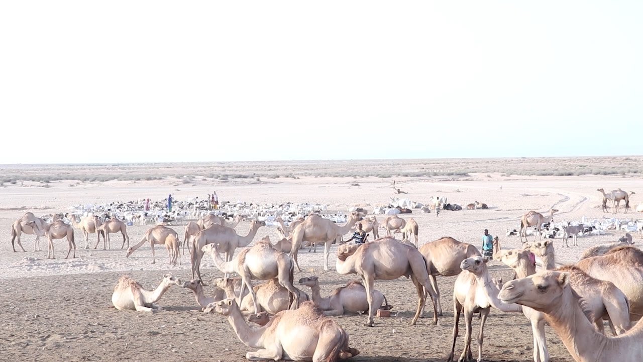 Tuulo Ka Mida Ah Degmada Saylac Oo Ay Ka Jiran Biyo La'aan Iyo Kulayl Daran