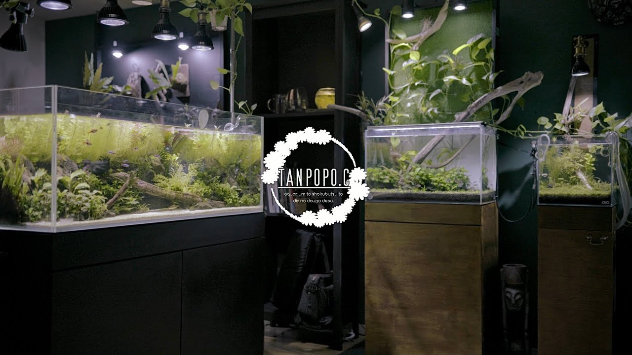 水草水槽のある部屋 / Room with aquatic plants tanks