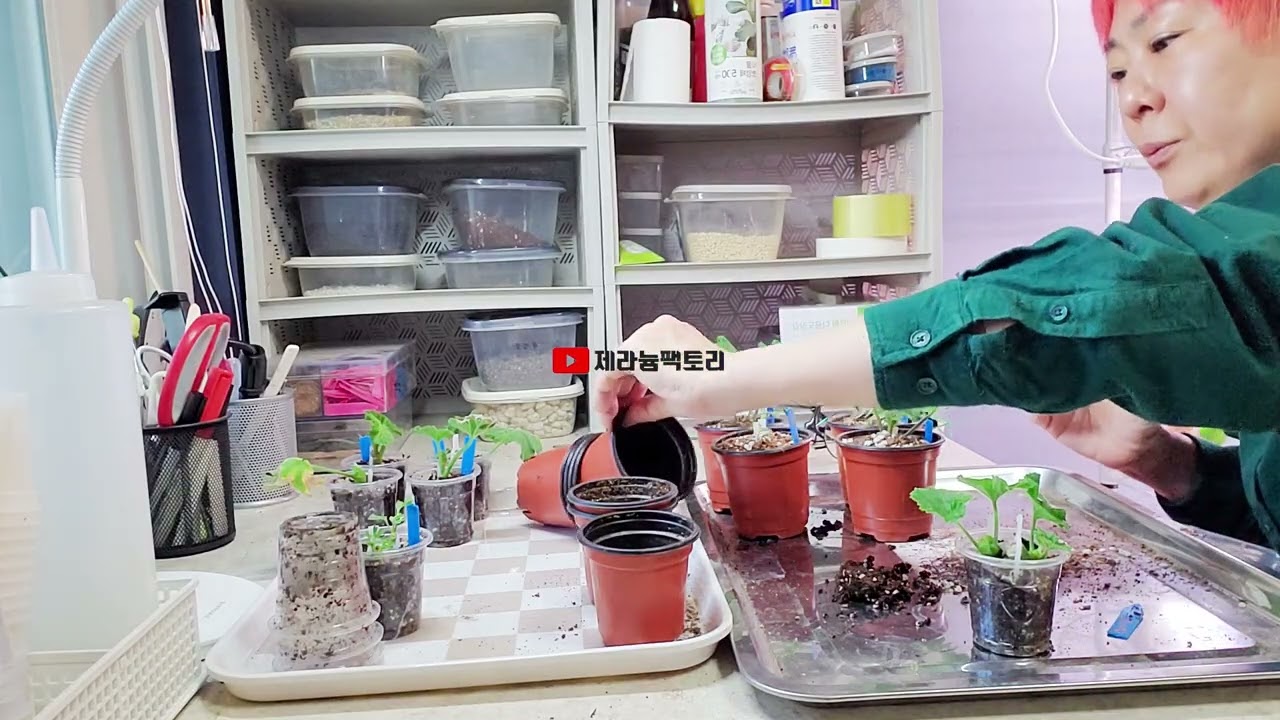 겨울 제라늄삽목의 적정 온도는?