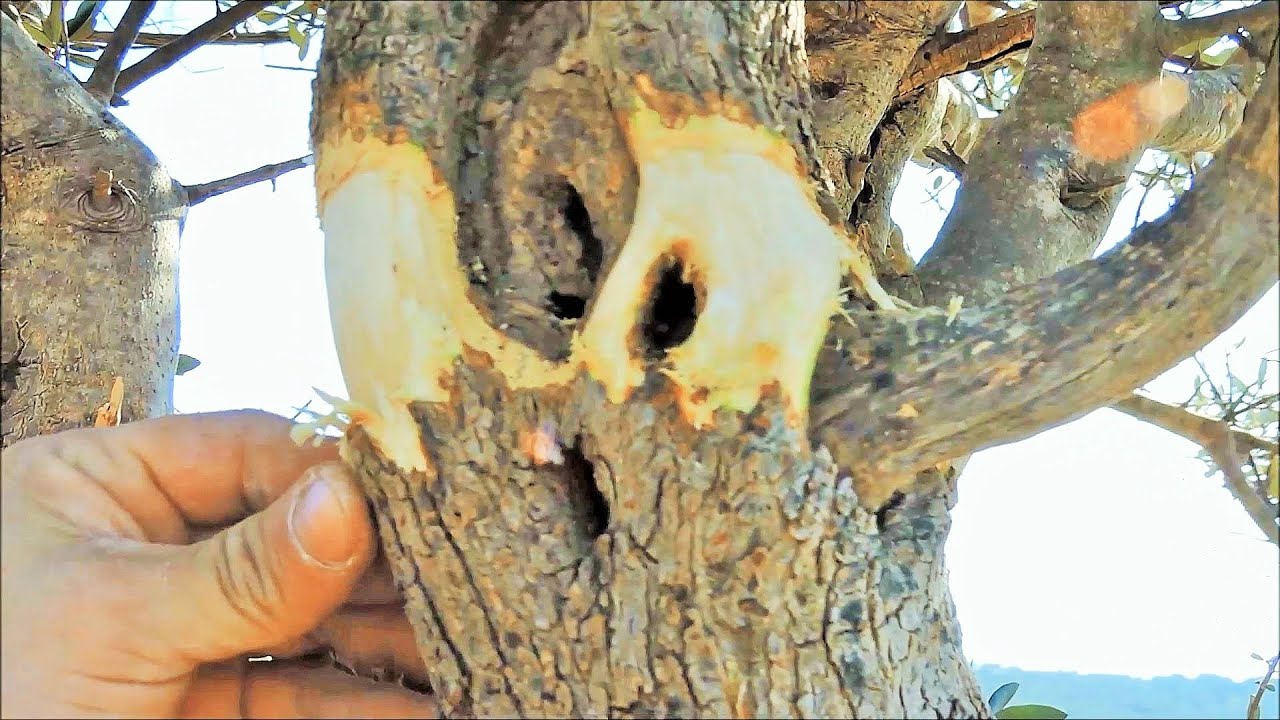 Air Layering Olive Tree for Bonsai in the Forest!