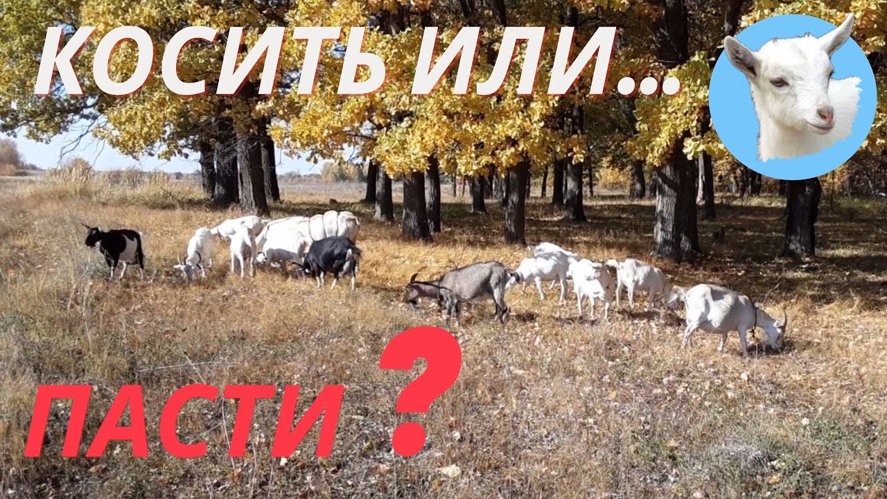Косить траву или пасти Козье молоко