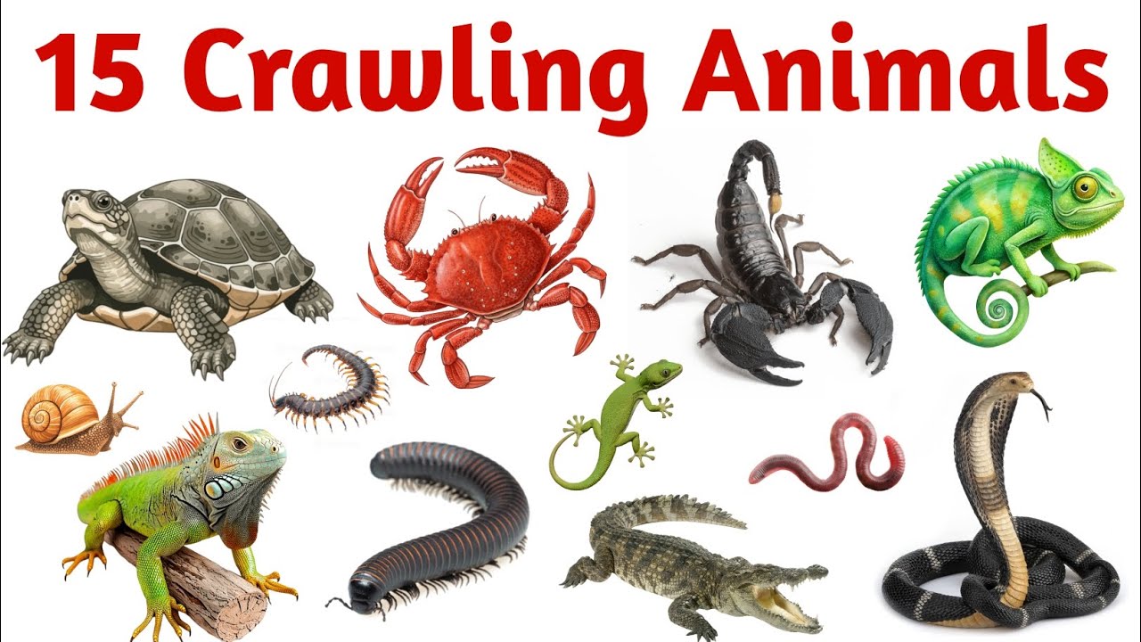 रेंगने वाले जानवरों के नाम सीखे | 15 Crawling Animals Name | Learn Crawling Animals for Kids 