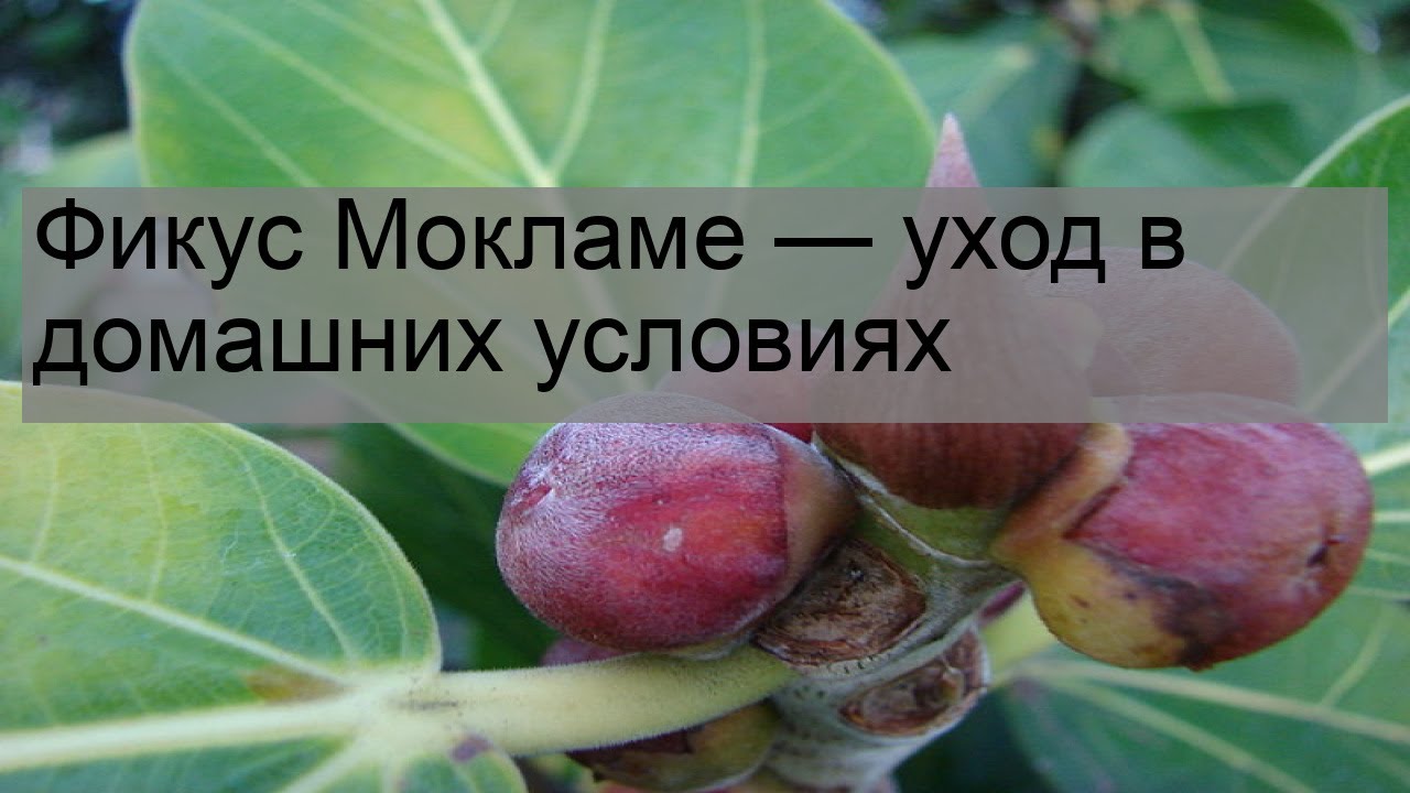 Фикус Мокламе — уход в домашних условиях