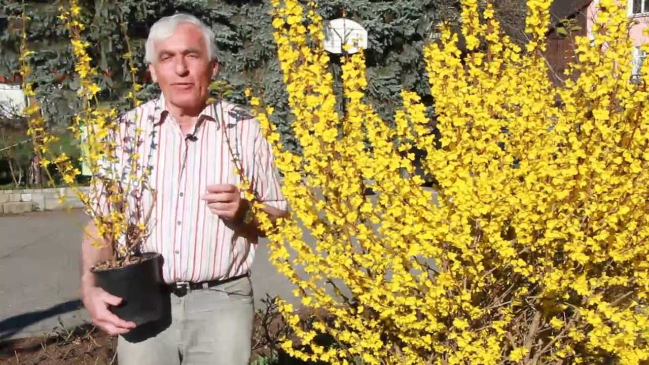 VOL.AT-Gartentipp: Die Forsythie