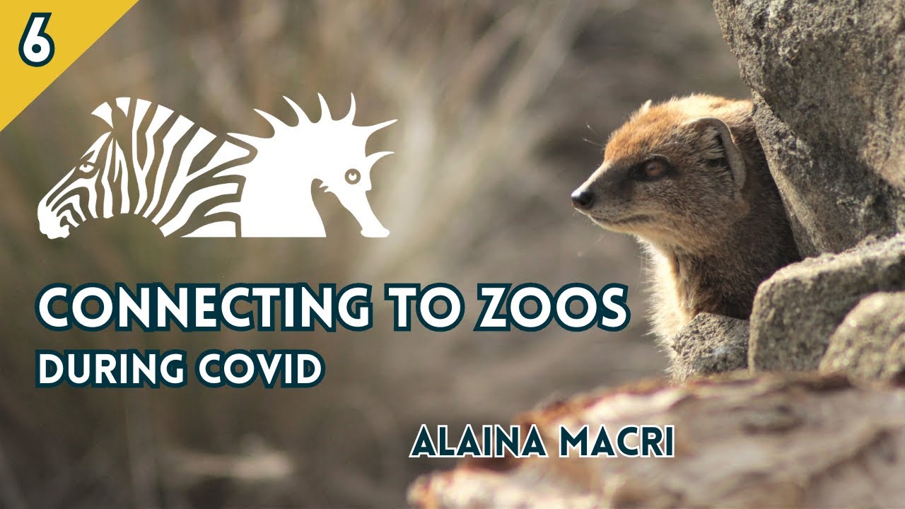 BIAZA Brings You... Alaina Macri | Connecting to Zoos