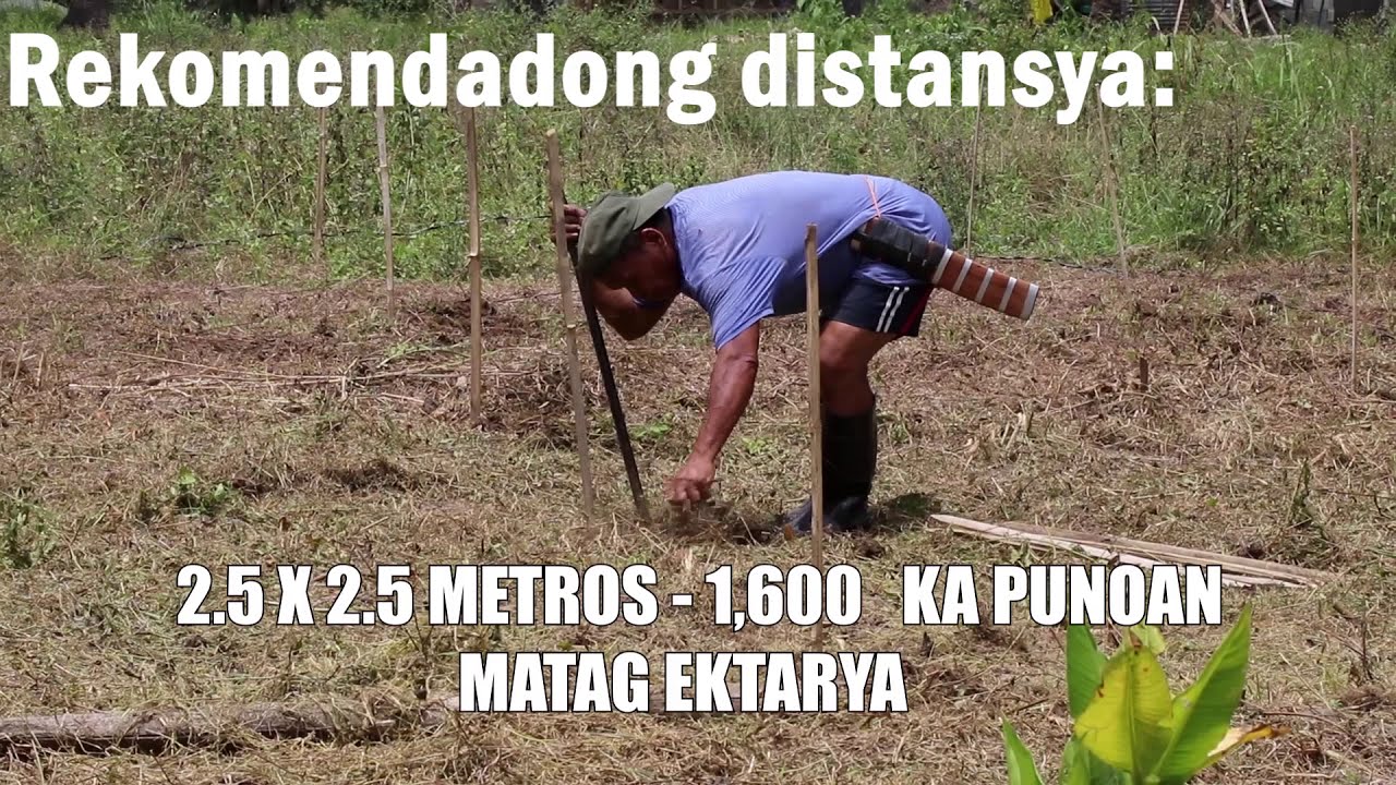 Abaca production video