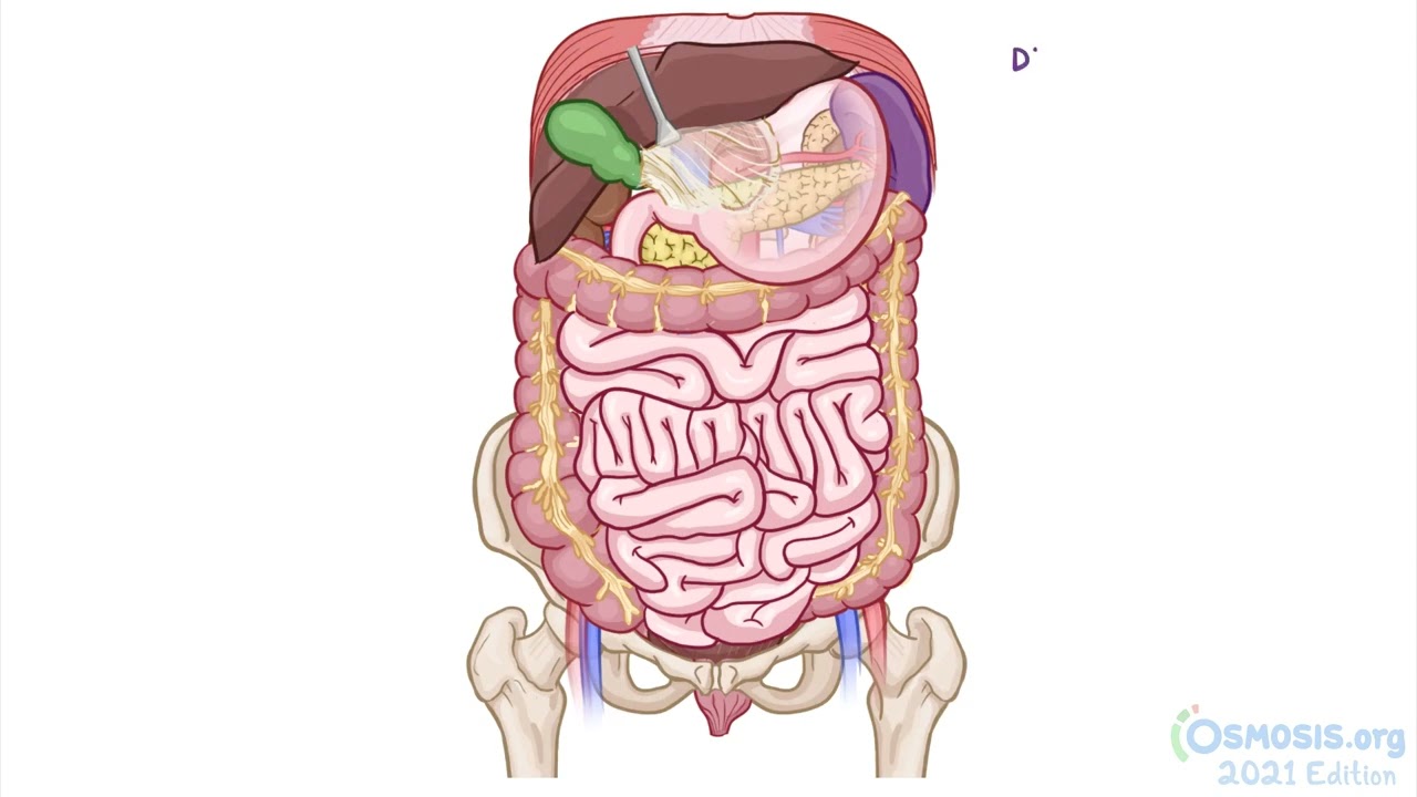 Osmosis Anatomy of the abdominal viscera  Esophagus and stomach