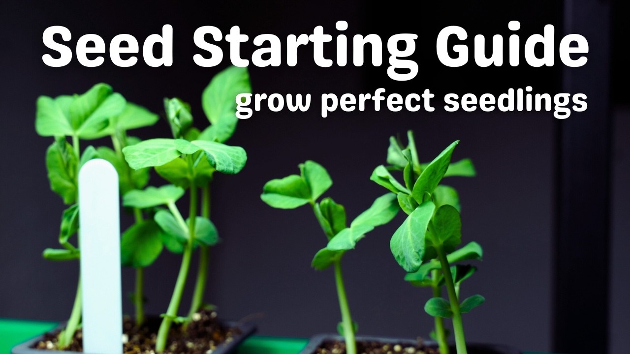 Everything you need to know before sowing seeds