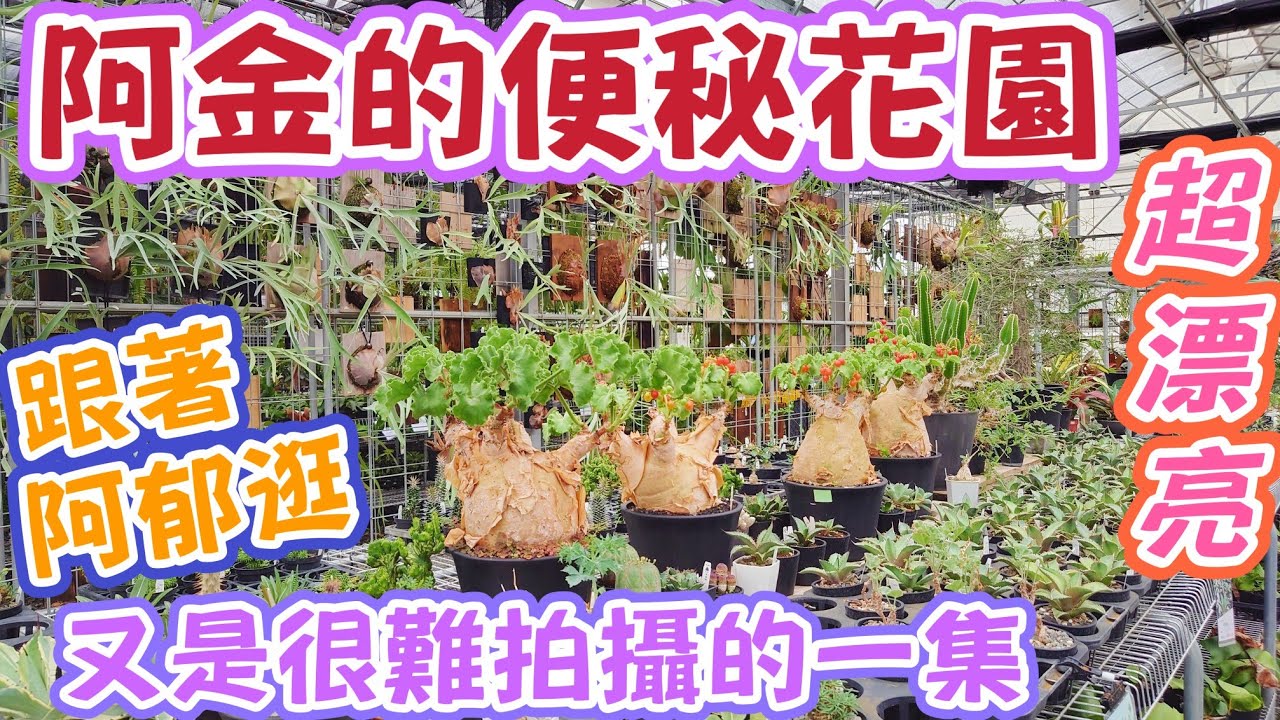 ［跟著阿郁逛］阿金的便秘花園~多肉塊根鹿角蕨#caudex#adenium#agave#succulent#platycerium#塊根#塊根植物#多肉植物#多肉#鹿角蕨#鹿角蕨上板#龍舌蘭#空氣鳳梨