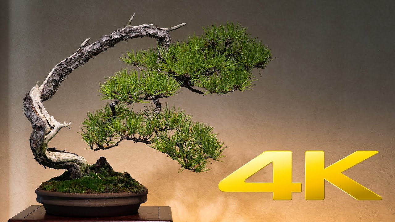 Saitama Omiya Bonsai Museum - 大宮盆栽美術館 - 4K Ultra HD