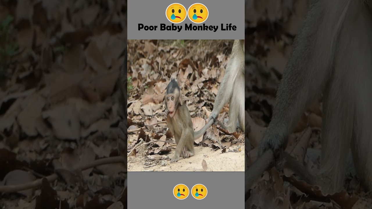 Poor baby monkey crying for food