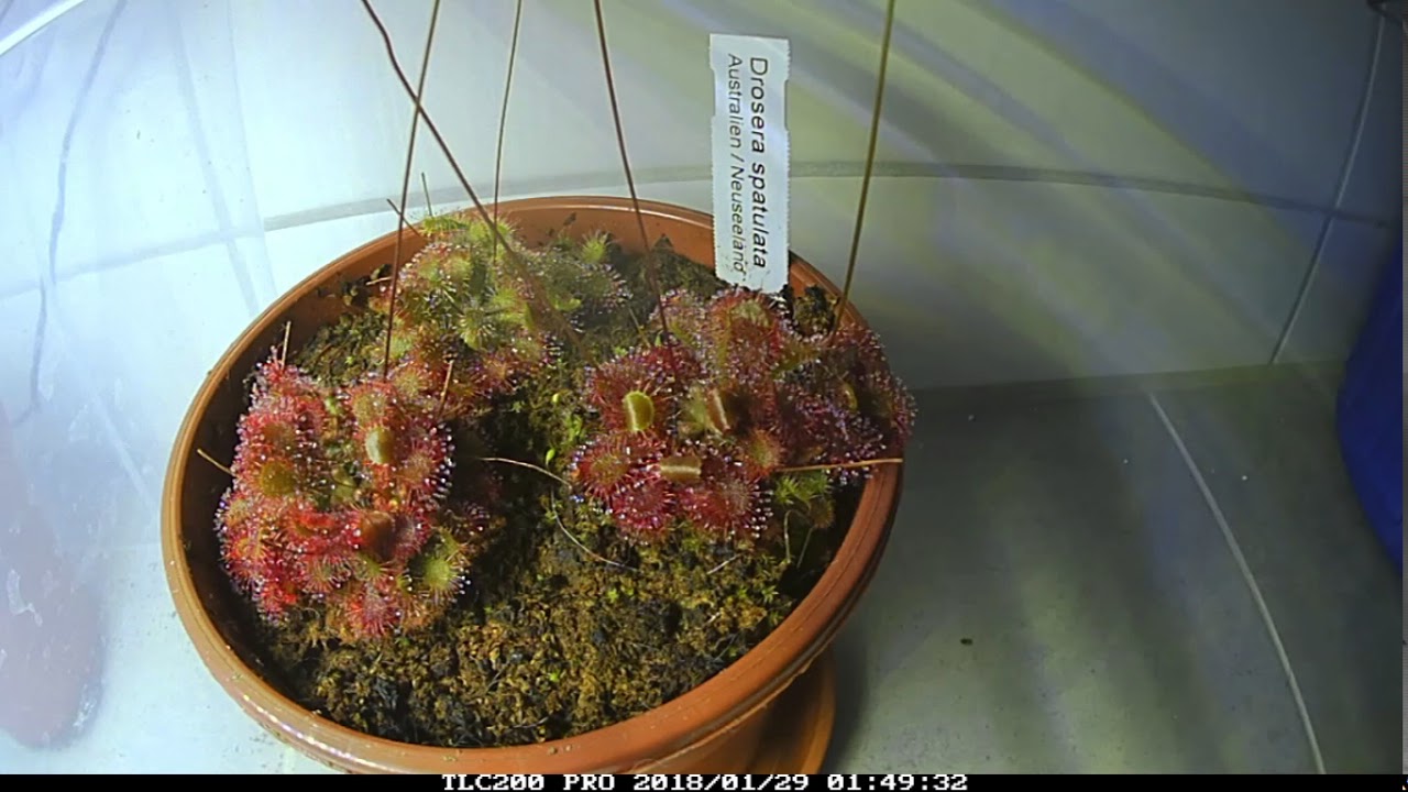 Drosera spatulata mit Fliegen/D.spatulata catching flies time lapse