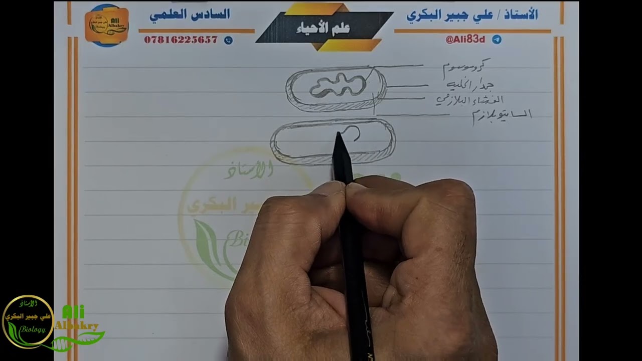 تعلم رسومات كتاب الاحياء السادس العلمي ( التكاثر اللاجنسي في البكتيريا ( الانشطار الثنائي ) )