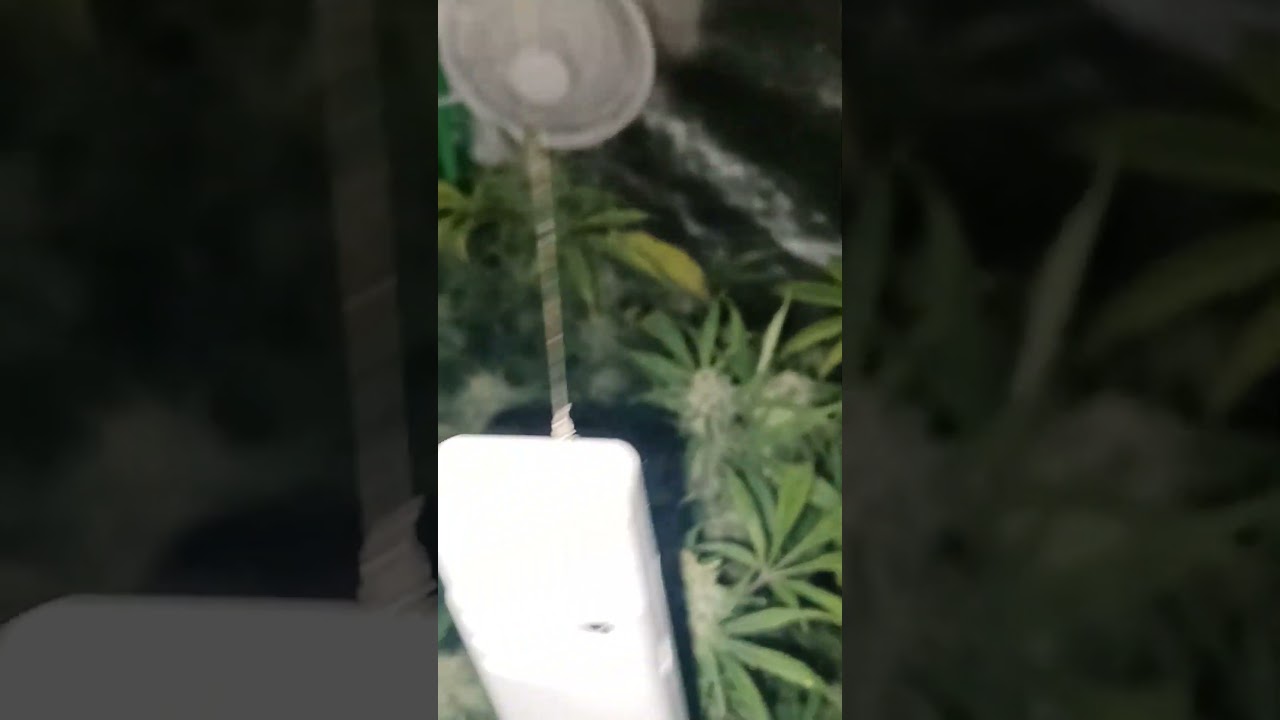 BUDS ON BUDS 420 BEAUTY