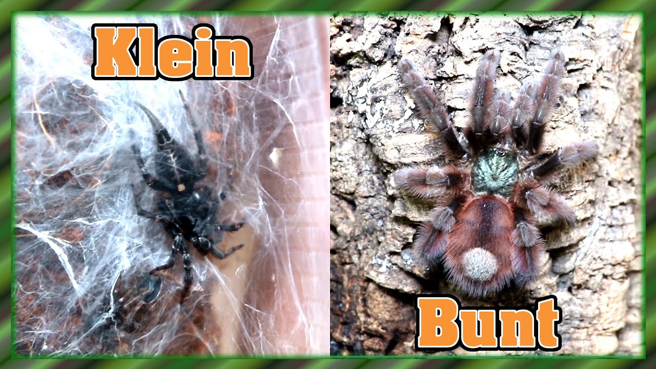 Hamm Unboxing - Von Klein bis Bunt! 😍