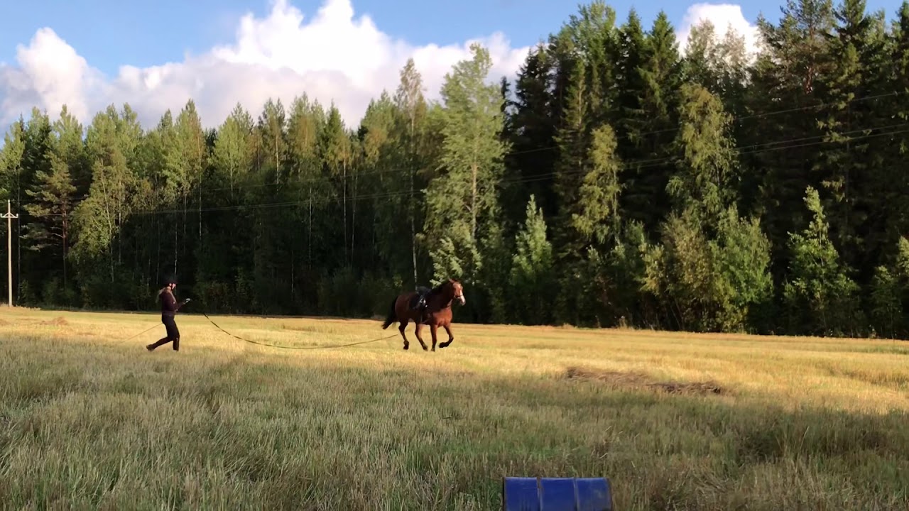 4-vuotiaan hevosen ekat esteet ratsastajan kanssa!