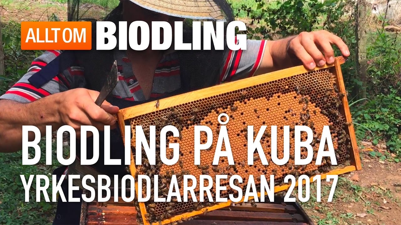 Biodling på Kuba - Yrkesbiodlarresa 2017