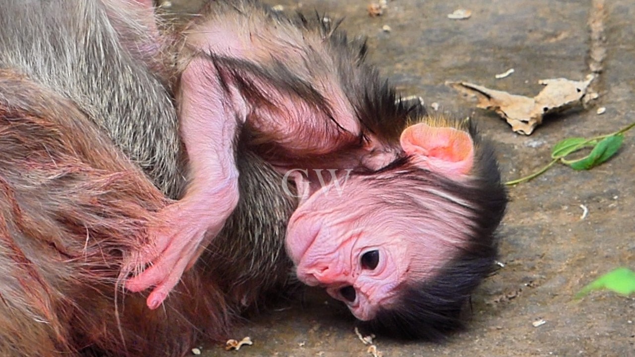 Welcome a New Member, An Adorable Baby Monkey Just Born to Its Beautiful Mom