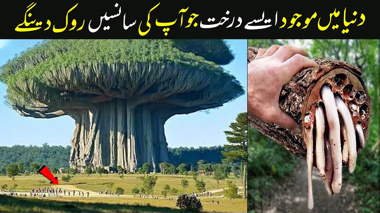 Top 10 Most Dangerous Trees in the World | Trees That Can Kill Humans | Inomation